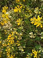 Lotier cornicule - Lotus corniculatus (4)
